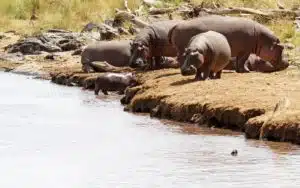 safari kenya masai mara hippopotames