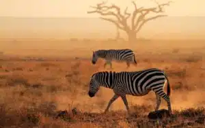 safari kenya masai mara zebres savane