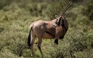 safari kenya oryx samburu