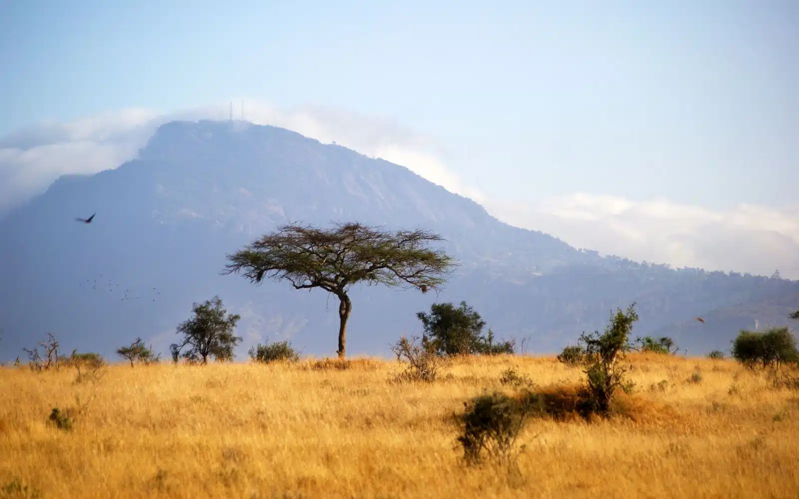 safari kenya savanes