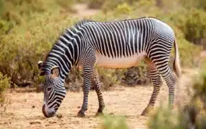safari kenya zebre samburu