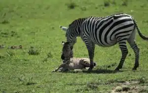 safari kenya zebres savanes