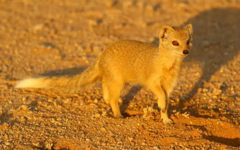 safari namibie animal zoom
