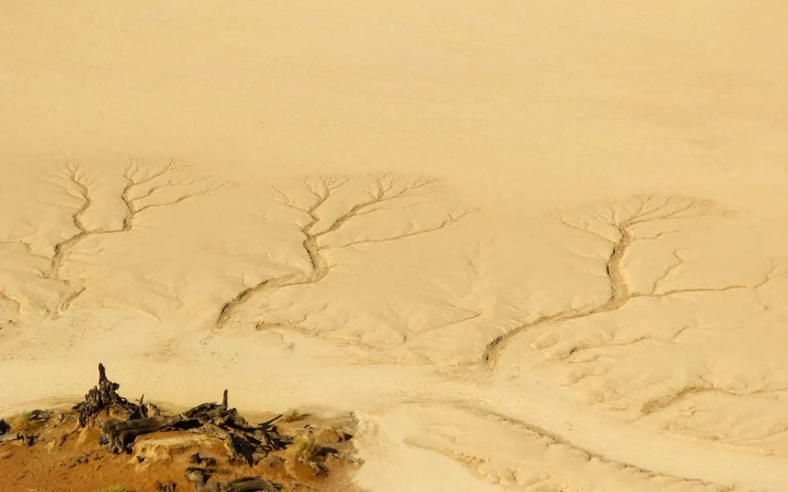 safari namibie désert bois