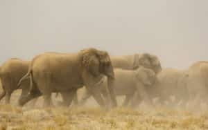 safari namibie éléphant groupe