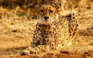 safari namibie guepard portrait