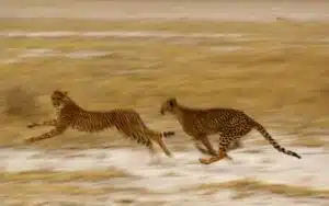 safari namibie guepards course