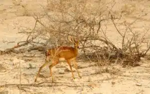 safari namibie impala