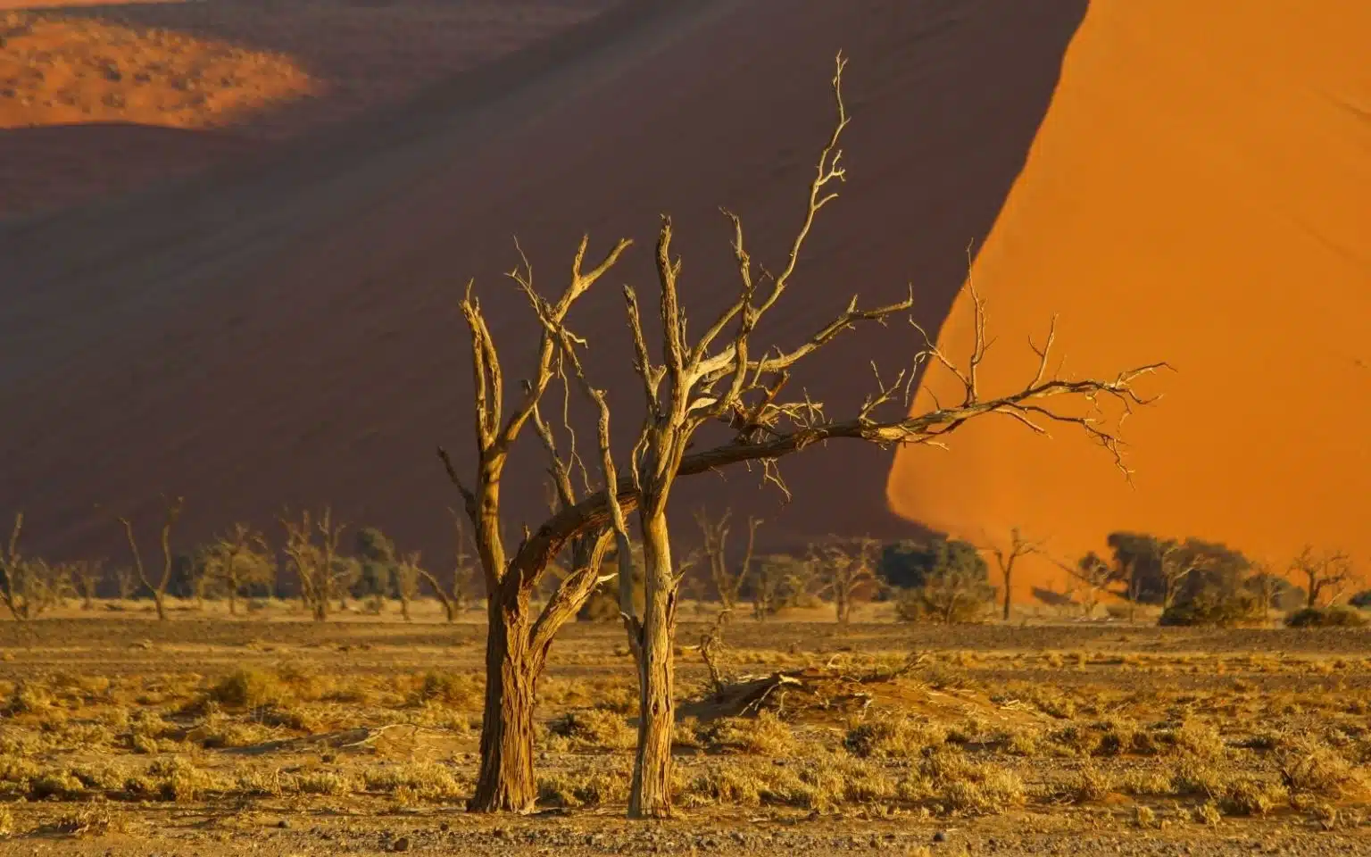 safari namibie kalahari
