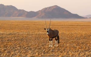 safari namibie oryx