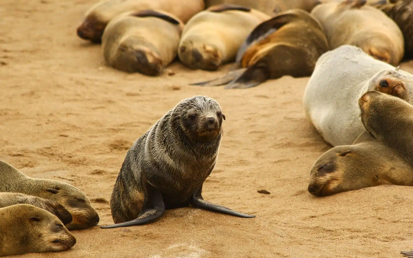 safari namibie otarie bébé