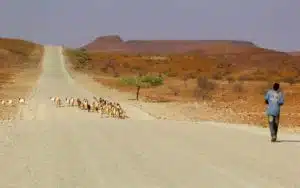 safari namibie route troupeau berger