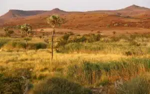 safari namibie savane
