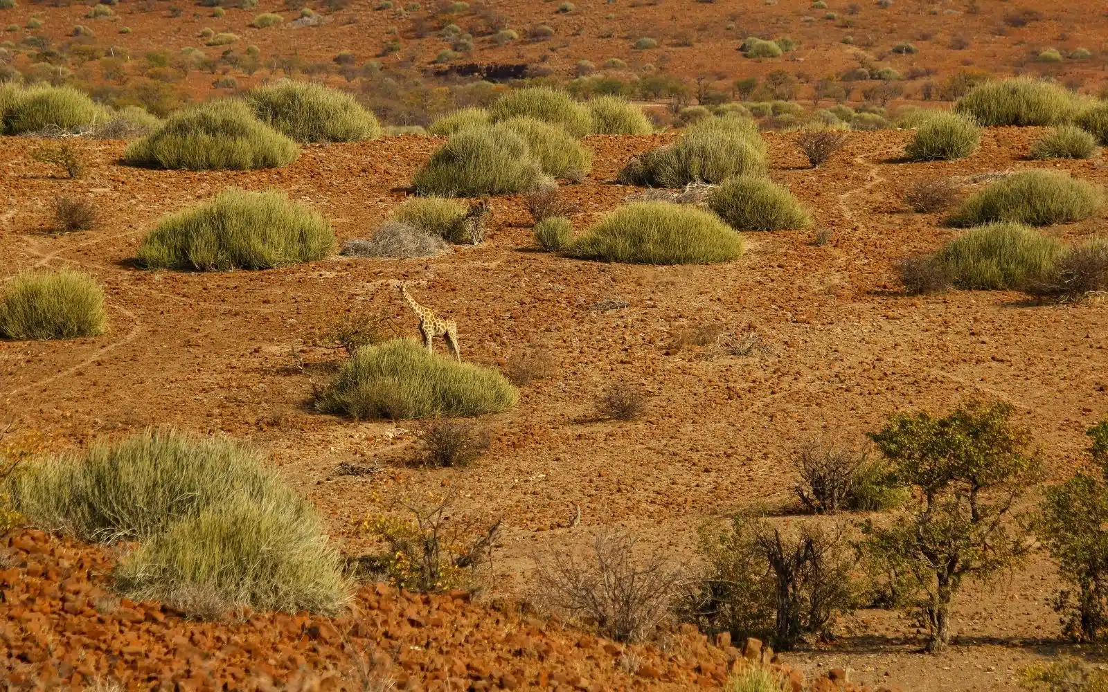 safari namibie savane girafe