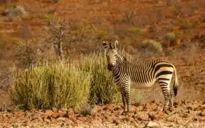 safari namibie savane zèbres