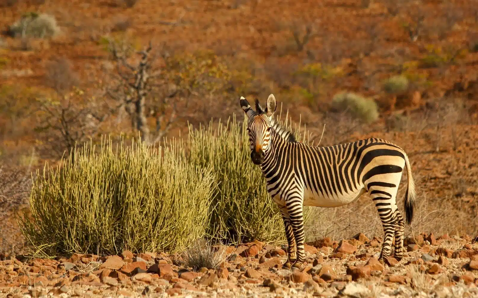 safari namibie savane zèbres