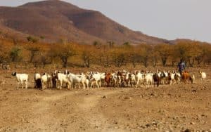 safari namibie troupeau berger