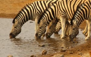 safari namibie zèbres groupe