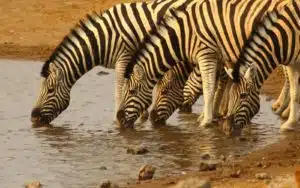 safari namibie zèbres groupe