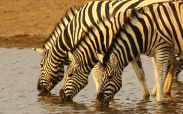 safari namibie zèbres point d'eau