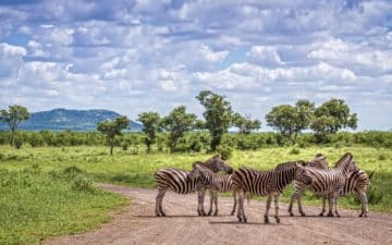 quand partir afrique du sud janvier
