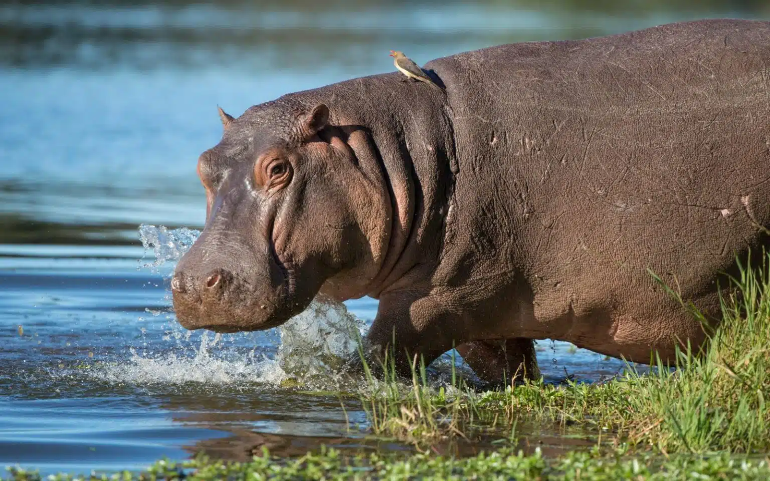quand partir afrique du sud juillet