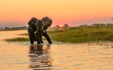 quand partir botswana février