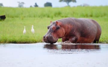 quand partir botswana janvier