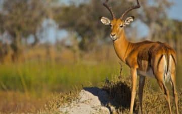 quand partir botswana octobre