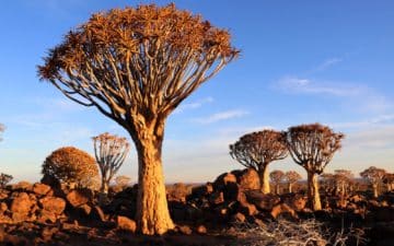 quand partir namibie juin