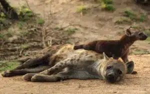 safari Afrique du Sud hyene bebe