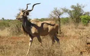 safari afrique du sud antilope