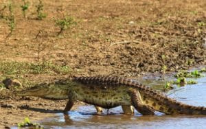 safari afrique du sud crocodile