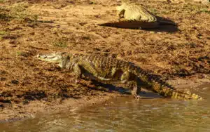 safari afrique du sud crocodile