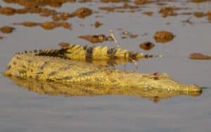 safari afrique du sud crocodile eau