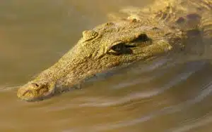 safari afrique du sud crocodile yeux