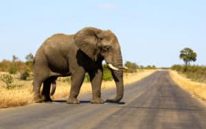 Safari Afrique du Sud éléphant