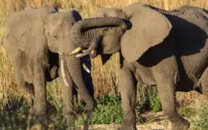safari afrique du sud elephants