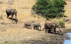 safari afrique du sud elephants famille