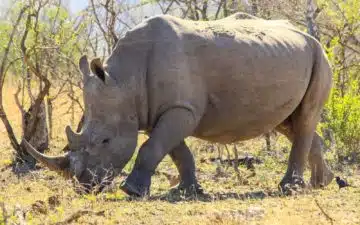 safari afrique du sud éléphants rhinocéros