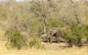 safari afrique du sud éléphants troupeau
