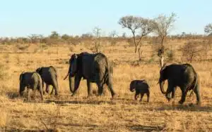 safari afrique du sud elephants troupeaux