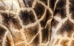 safari afrique du sud girafe robe
