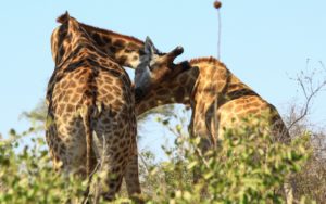 safari afrique du sud girafes calins