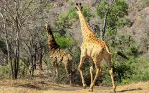 safari afrique du sud girafes duo