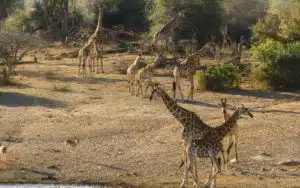 safari afrique du sud girafes gazelle