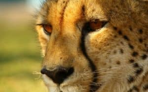 safari afrique du sud guepard