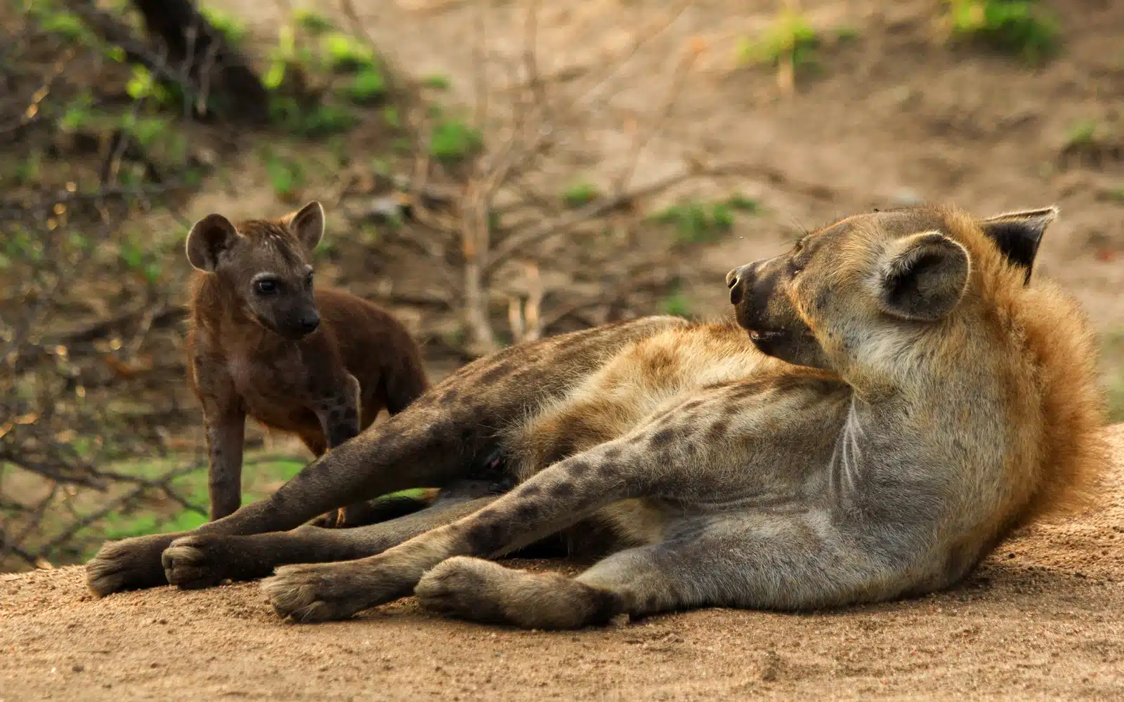 safari afrique du sud hyenes