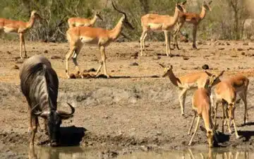 safari afrique du sud impalas