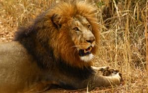 safari afrique du sud lion
